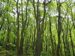 -铁山坪森林公园