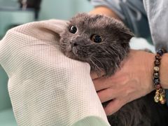 -猫宠乐园·专业洗护