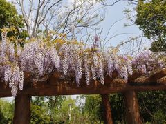 -南汇桃花村