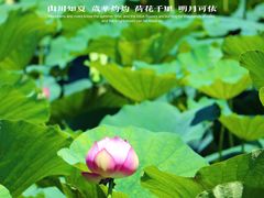 -济南大明湖景区