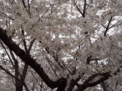 -武汉大学-樱园