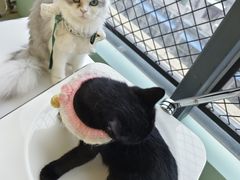 -怪兽屋·羊驼·猫咖·狗咖(俊华广场店)