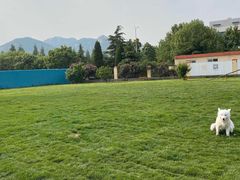 -趣玩宠物乐园寄养训犬训狗游泳池