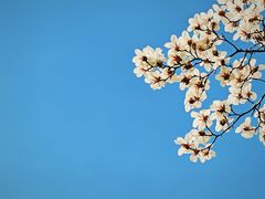 -梅花山(明孝陵内)
