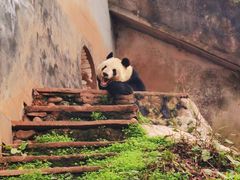 -中国大熊猫保护研究中心雅安碧峰峡基地