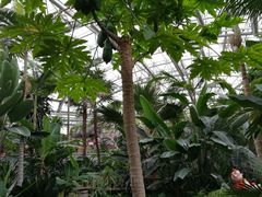 -北京植物园-展览温室