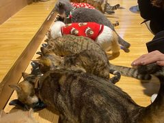 -啵啵喵·猫咖(攀华国际店)