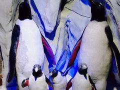 -太平洋海底世界