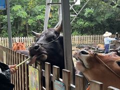 -广州长隆飞鸟乐园