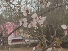 -塘沽森林公园