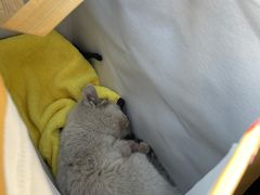 -佳怡动物医院·平价24小时·猫专科骨外科