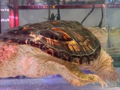 -大悦城(沈阳中街店)