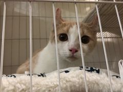 -艾贝尔宠物诊疗