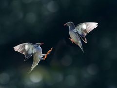 -上海虹桥国际机场1号航站楼-P2停车场