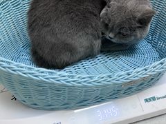 -纳吉亚猫专科动物医院博雅分院