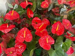 -溪岸路花鸟市场