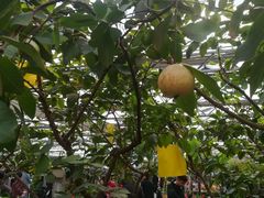 -兰陵国家农业公园