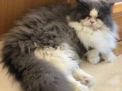 -Catmate·猫肥家润(金润铂宫店)