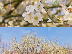 -花开海上生态园