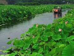 -荷塘月色湿地公园·向阳花洲