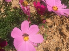 -天适樱花悠乐园