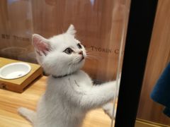 -袖虎·猫馆(体育西路店)