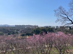 -无锡梅园公园