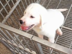 -翊宠yipet猫狗购宠庄园犬舍•猫舍