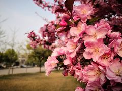 -蜜雪冰城(金地店)