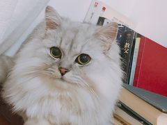 -1013 PET SHOP精品宠物商店(丁香店)