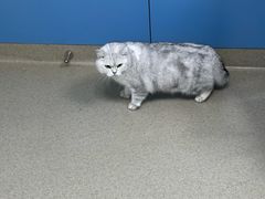 -凯瑞希宠物医院·狂犬免疫·微创·皮肤科