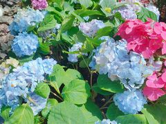 -石家庄市植物园