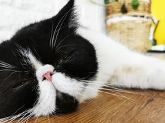 -平行世界·猫咖(首经贸店)