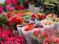 -秦美花卉(天朗·莱茵小城2期店)