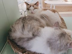 -怪兽屋·羊驼·猫咖·狗咖(俊华广场店)