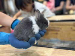 -神奇动物撸宠馆·羊驼·小浣熊·异宠(豫园店)