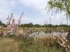 -上海长兴岛郊野公园