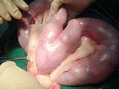 -安安宠物医院(情缘分院)