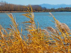 -野鸭湖国家湿地公园
