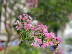 -陈家山荷花公园