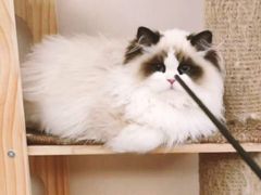 -青奢宠物·青奢猫舍