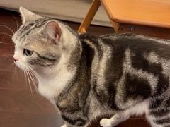 -熊小胖宠物生活馆(天华园店)