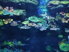 -暹罗海洋世界