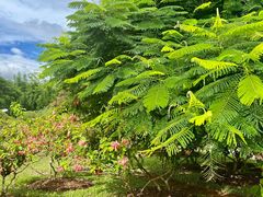 -中国科学院西双版纳热带植物园