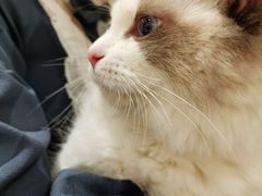 -藏猫猫咖啡主题馆(中央大道店)