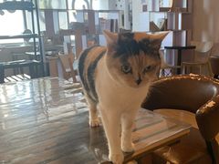 -Cappucimeow猫咪咖啡馆(韦伯时代店)
