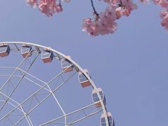 -顾村公园
