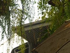 -Fern Forest Cafe