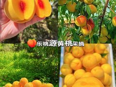 -樂桃源奉贤黄桃种植采摘基地