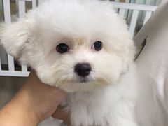 -萌宠之家·腊肠犬·马尔泰·小体犬舍